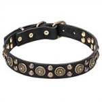 "Boho Style" Leather Dog Collar with Brass Decorations - 1 1/4 inch (30 mm)