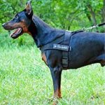 All Weather Nylon Doberman Harness for Pulling, Tracking, Training, Walking
