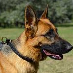 Braided Leather German Shepherd Choke Collar for Training and Behavior Correction
