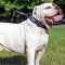 Nylon American Bulldog Collar with Identification Patches for Walking and Training