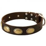 Walking and Training Leather Collar with Brass Oval Plates