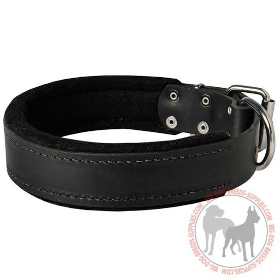 dog collar buy