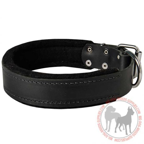 padded leather dog harness