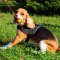 Any Weather Nylon Small Breeds Harness Tracking, Training, Walking, Pulling