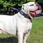 Nylon American Bulldog Collar with Identification Patches for Walking and Training