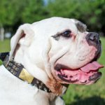 Leather American Bulldog Collar with Nickel Spikes, Pyramids and Brass Plates