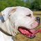 Leather Choke American Bulldog Collar for Training and Walking