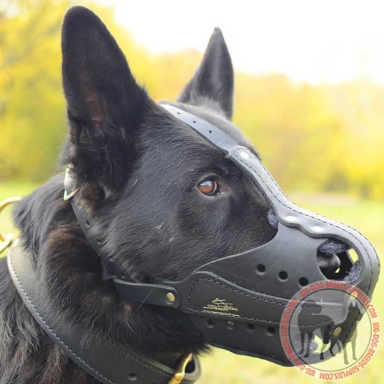 german shepherd with muzzle