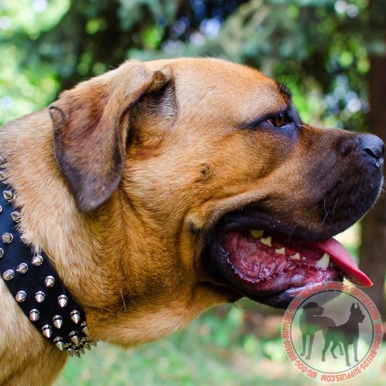 cane corso collars