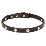 "Shiny Necklace" Fancy Leather Dog Collar with Chrome Plated Studs - 3/4 Inch (20 mm)
