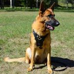 Leather German Shepherd Harness for Training and Walking