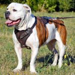 Adjustable Leather American Bulldog Harness for Agitation Training