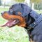 Braided Wide 2 ply Leather Rottweiler Collar