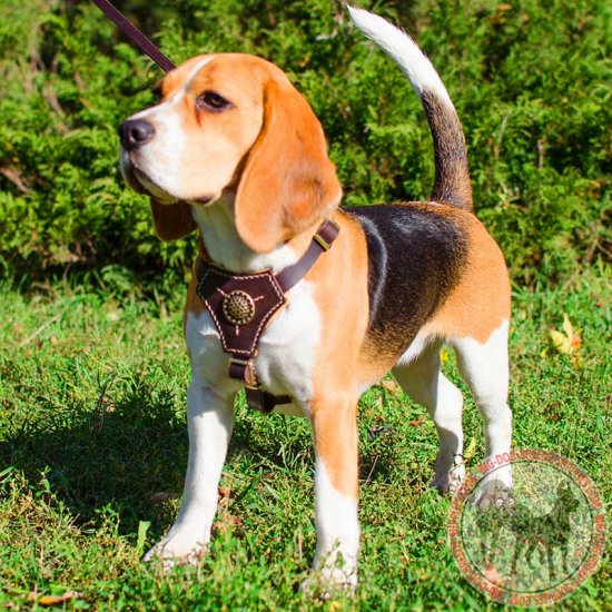 dog harness for beagle