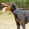 Spiked Leather Doberman Collar for Everyday Walking