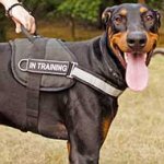 Water Resistant Nylon Doberman Harness with Reflective Strap
