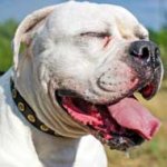 Studded Leather American Bulldog Collar for Walking and Training