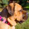 Pink Leather Cane Corso Collar with Blue Stones for She-Dogs