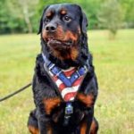 Handpainted Leather Rottweiler Harness for Attack Training