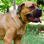 Leather Cane Corso Collar with Nickel Plates and Nickel Pyramids