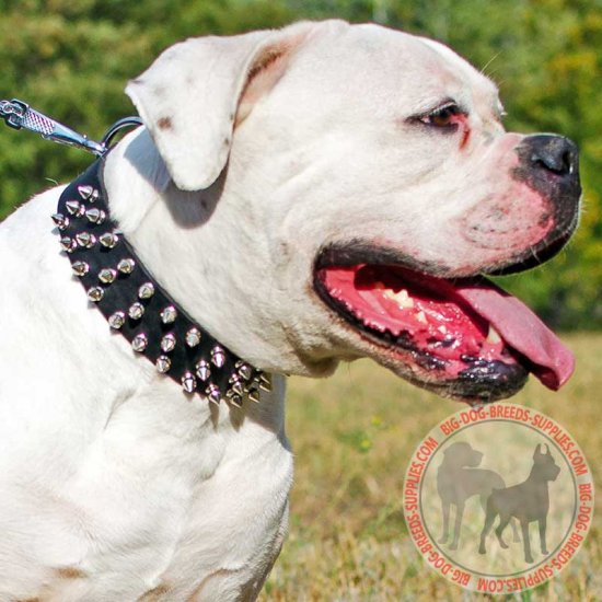 bulldog spike collar