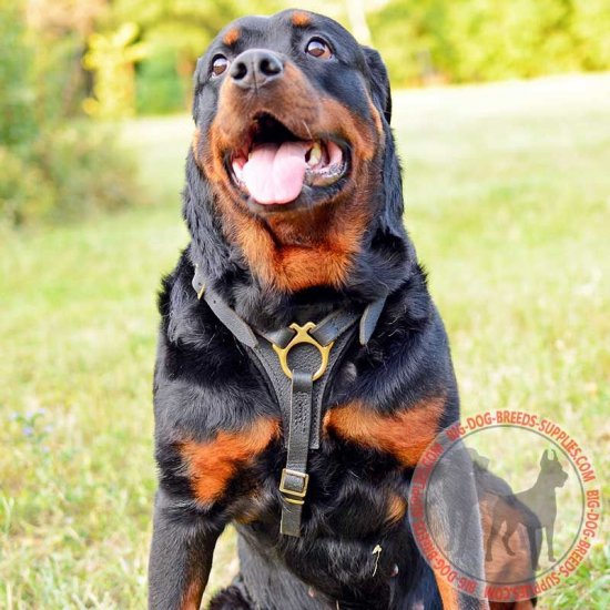 Leather Rottweiler Harness with Breast Plate Dog Walking Tracking