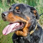 Fashion Leather Rottweiler Collar with Vintage Brass Plates for Walking and Training