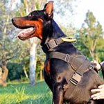 All Weather Nylon Doberman Harness with Handle