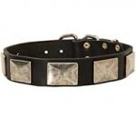 Leather Dog Collar with Massive Nickel Plates Vintage Looking