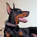 Walking and Training Barbed Wire Leather Doberman Collar