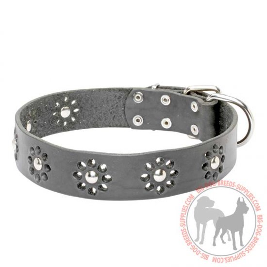 stylish dog collars and leashes