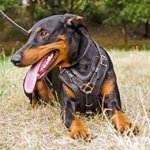 Training and Walking Y-shaped Leather Doberman Harness