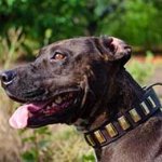 Luxury Pitbull Collar with Gold-Colored Brass Plates