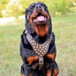Designer Leather Rottweiler Harness with Look Rusted Studs