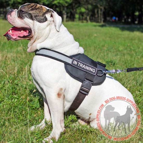 bulldog pulling