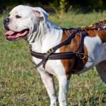 Leather American Bulldog Harness for Pulling Tracking Training and Walking