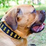 Leather Cane Corso Collar with Brass Plates