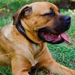 Painted Leather Cane Corso Collar for Everyday Walking