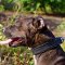 Training Leather Pitbull Collar Padded with Soft Felt