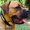 Identification Leather Cane Corso Collar