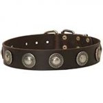 Leather Dog Collar with Silvery Conchos for Walking and Training