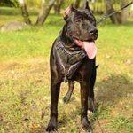 Barbed Wire Painted Leather Pitbull Harness for Attack / Agitation Training