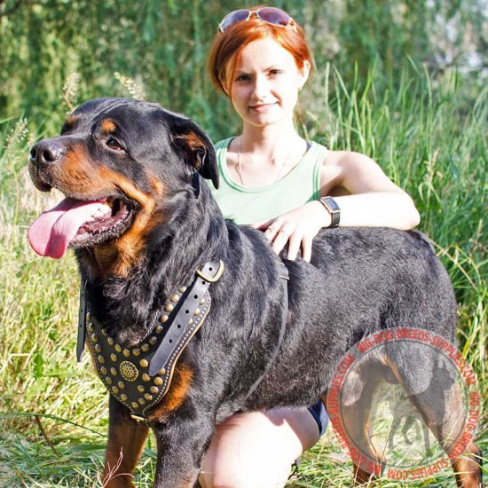 rottweiler harness