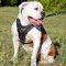 Leather American Bulldog Harness with Y-Shape Padded Chest Plate for Agitation Training