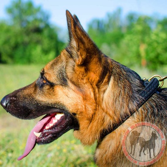 german shepherd show collar