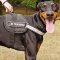 Water Resistant Nylon Doberman Harness with Reflective Strap