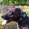 Awesome Leather Pitbull Collar with Hammered Massive Plates for Walking and Training