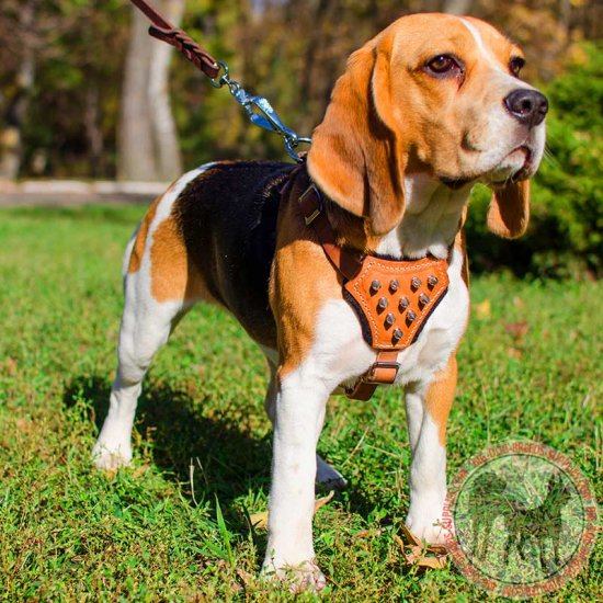 harness for beagle puppy