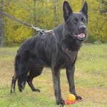 Protection Leather German Shepherd Harness with Handle for Attack Work