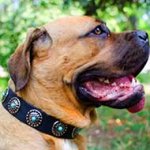 Leather Cane Corso Collar Decorated with Blue Stones